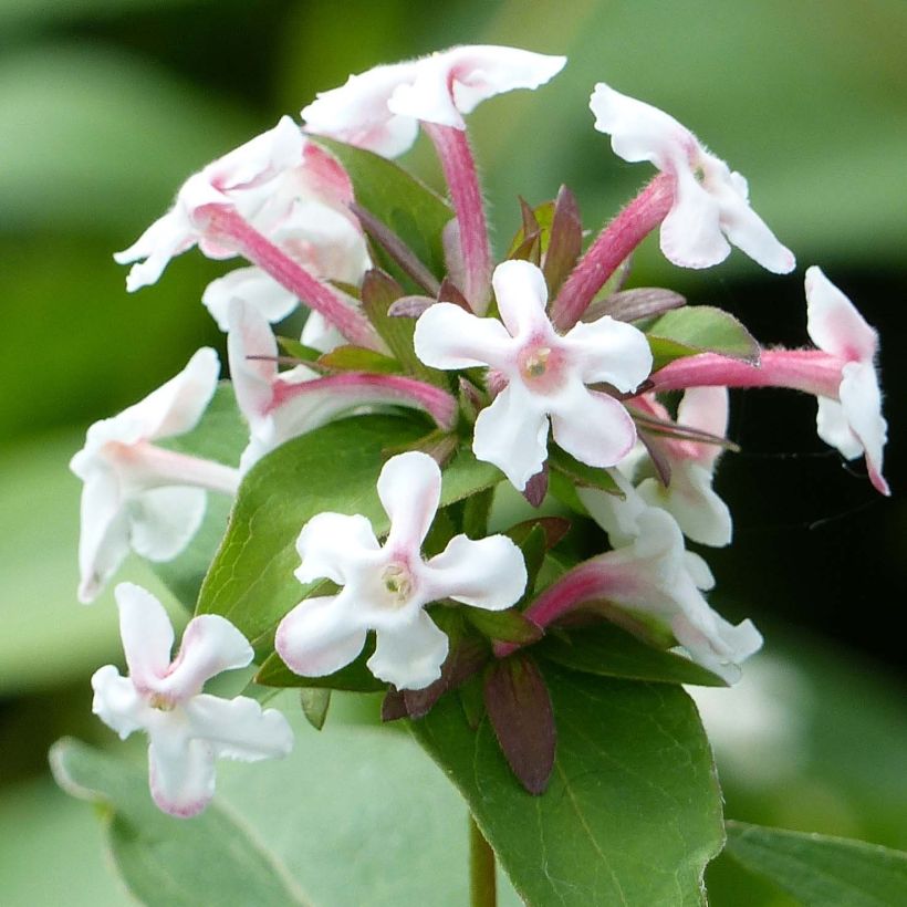 Abelia mosanensis Monia - Abélia parfumé (Floraison)