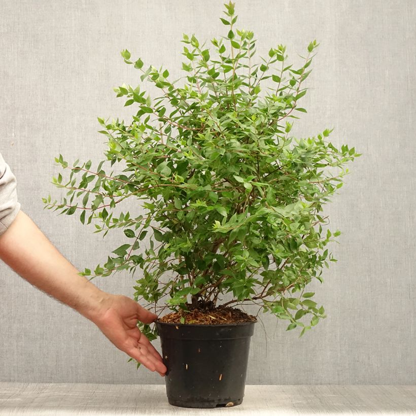 Spécimen de Abelia mosanensis Monia - Abélia parfumé Pot de 3L/4L tel que livré en été