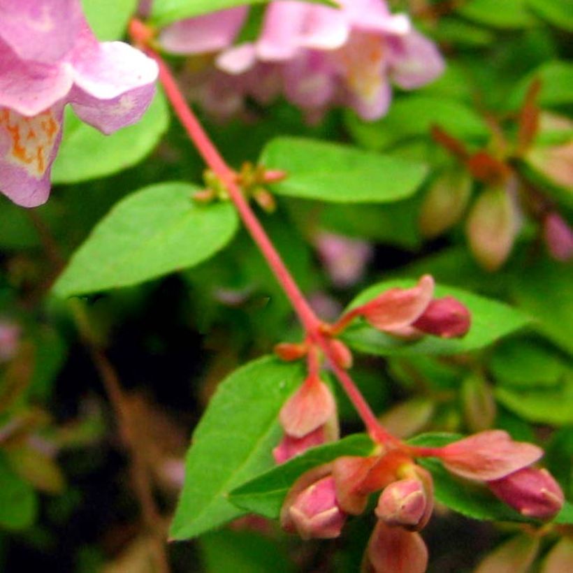 Abelia parviflora Bumble Bee (Feuillage)