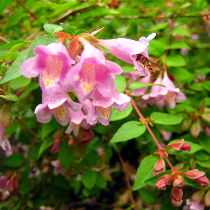 Abelia parviflora Bumble Bee (Floraison)