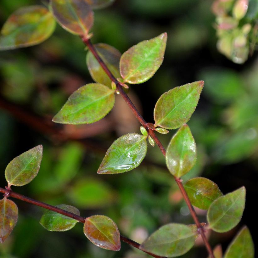 Abelia Petite Garden® Minedward (Feuillage)