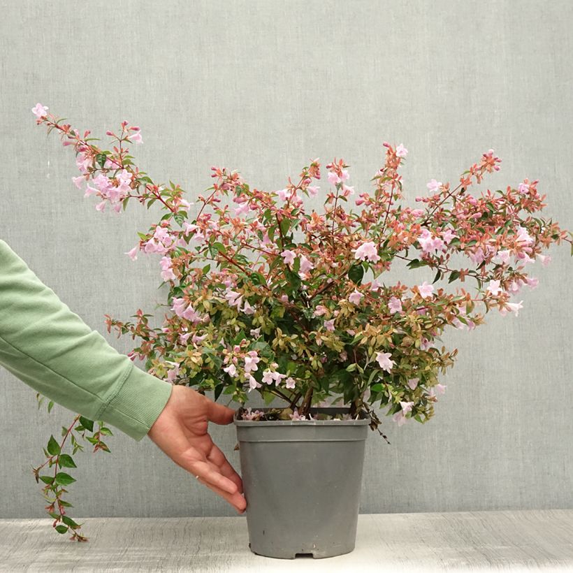 Spécimen de Abelia Pink Pong Pot de 3L/4L tel que livré en été