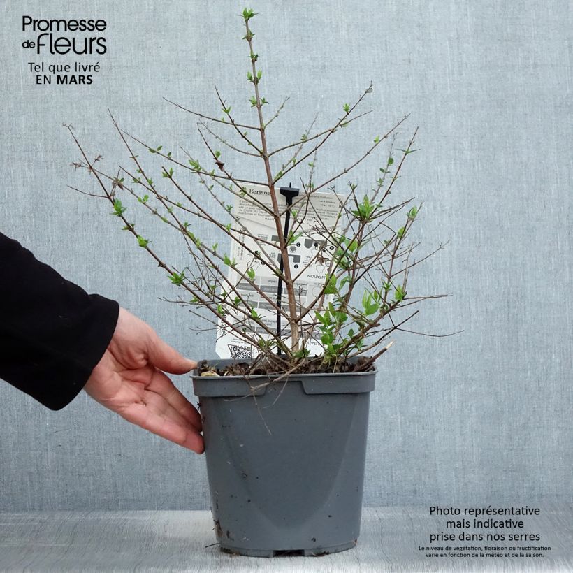 Spécimen de Abelia Raspberry Profusion  Pot de 3L tel que livré au printemps