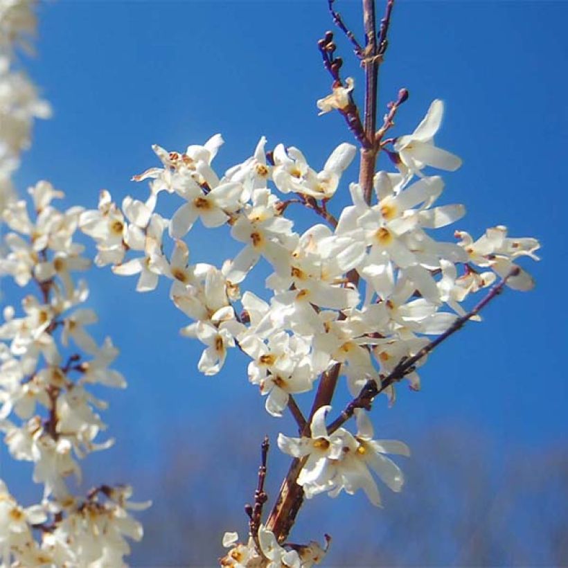 Forsythia blanc de Corée, Abeliophyllum distichum (Floraison)