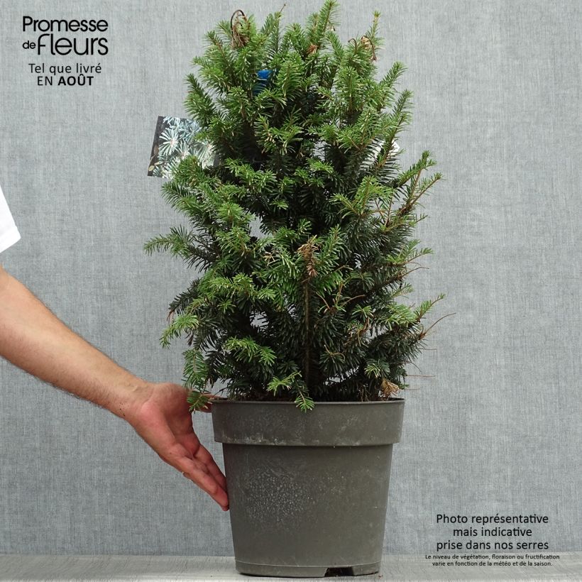 Spécimen de Abies alba Pyramidalis - Sapin blanc nain Pot de 3L/4L tel que livré en été