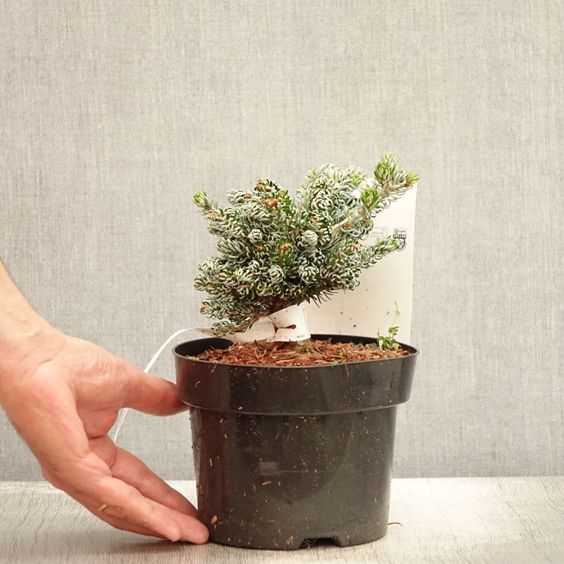 Spécimen de Abies koreana Kohout's Icebreaker® - Sapin de Corée nain Pot de 2L/3L tel que livré en été