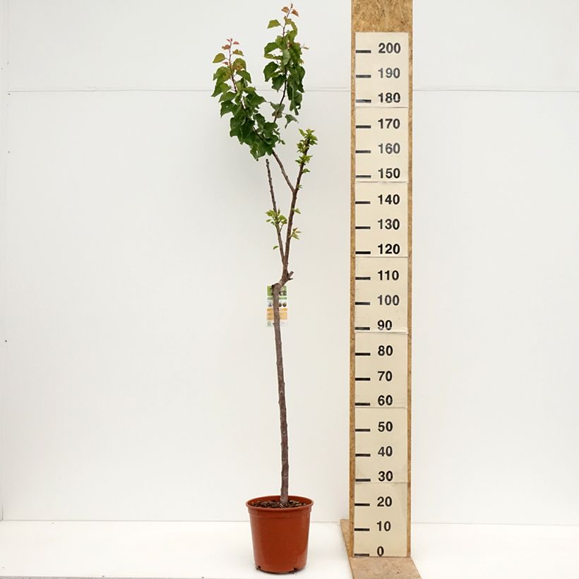 Spécimen de Abricotier Bergeron Pot de 7,5L/10L, Demi-Tige tel que livré au printemps