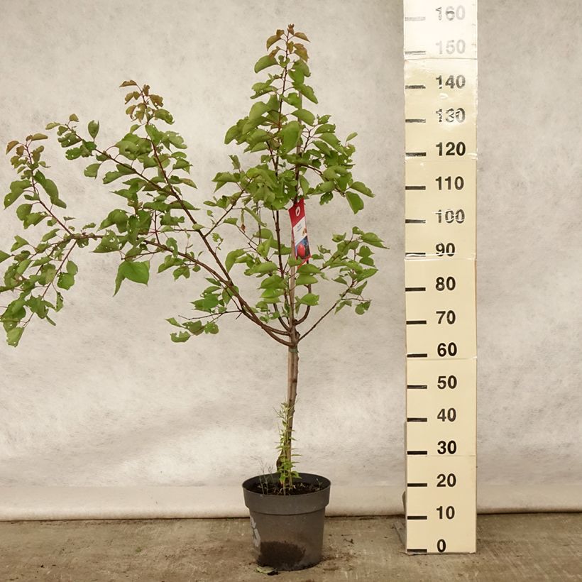 Spécimen de Abricotier Bergeron Pot de 7,5L/10L, Gobelet tel que livré en été