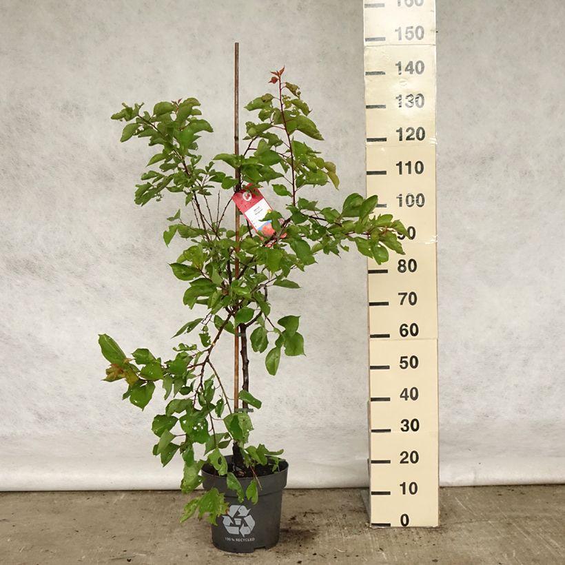 Spécimen de Abricotier Bergeron - Gobelet en pot de 7,5L tel que livré au printemps