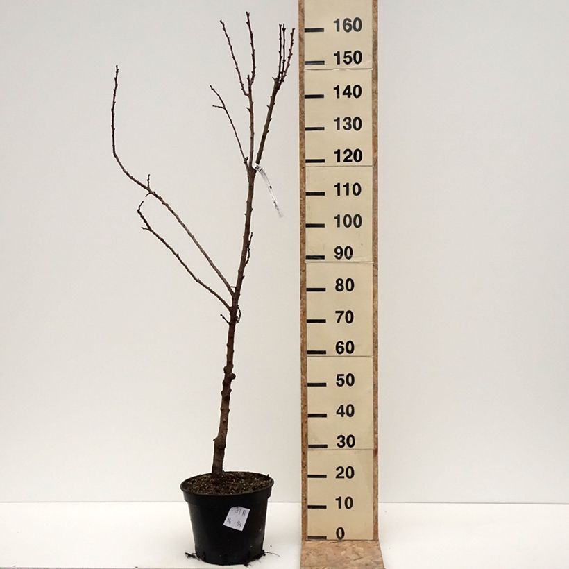 Spécimen de Abricotier Bergeval Pot de 7,5L/10L, Gobelet tel que livré en hiver