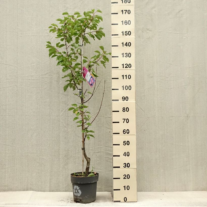 Spécimen de Abricotier Goldrich Pot de 7,5L/10L, Gobelet tel que livré en été