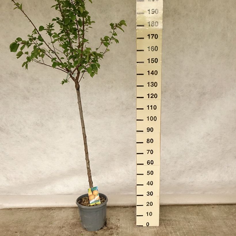 Spécimen de Abricotier Hargrand Pot de 12L/15L, Demi-Tige tel que livré en été