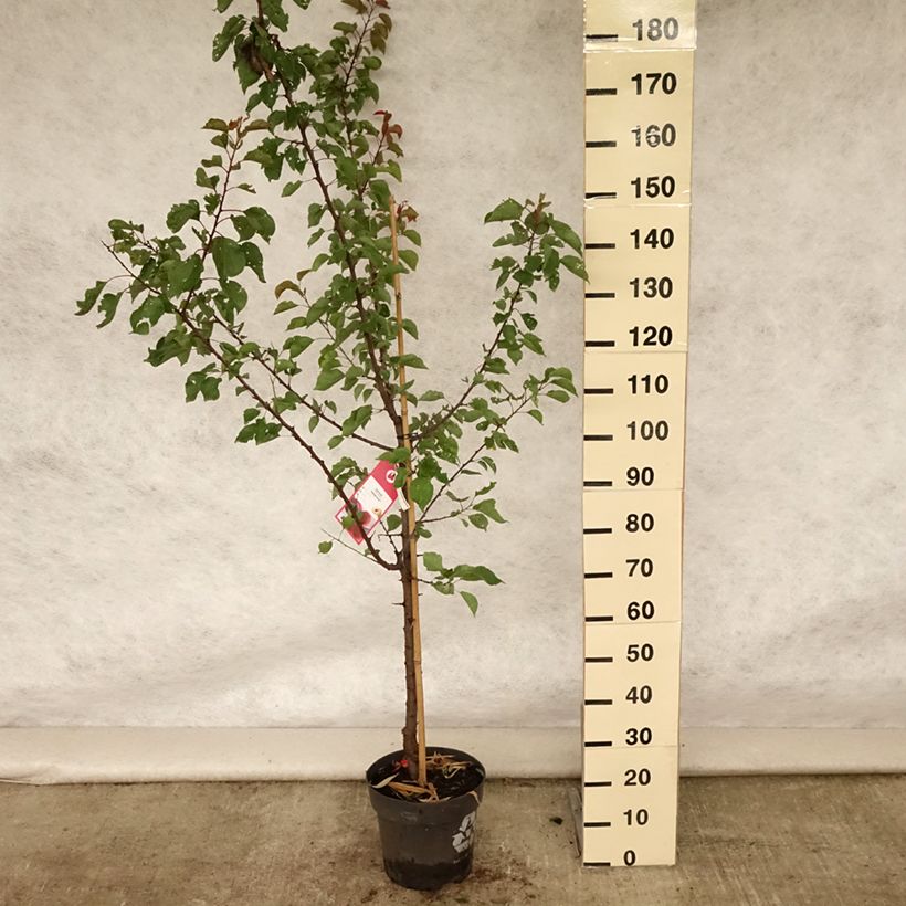 Spécimen de Abricotier Hargrand Pot de 7,5L/10L, Gobelet tel que livré en été