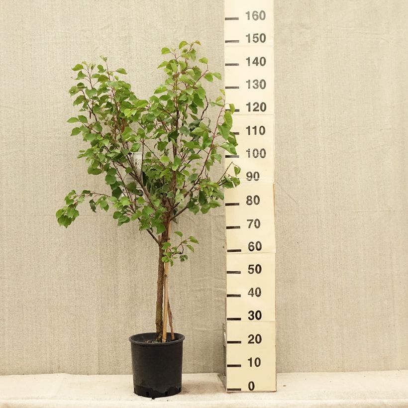 Spécimen de Abricotier Luizet  Pot de 7,5L/10L, Gobelet tel que livré en été