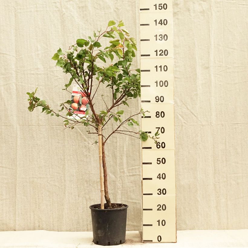 Spécimen de Abricotier Luizet - Gobelet en pot de 7,5/10L tel que livré au printemps