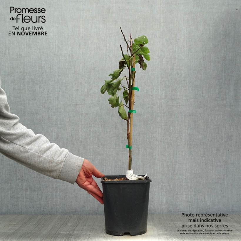 Spécimen de Abricotier nain Fruit Me Apricot Me Pending Pot de 4L/5L, Nain tel que livré en automne
