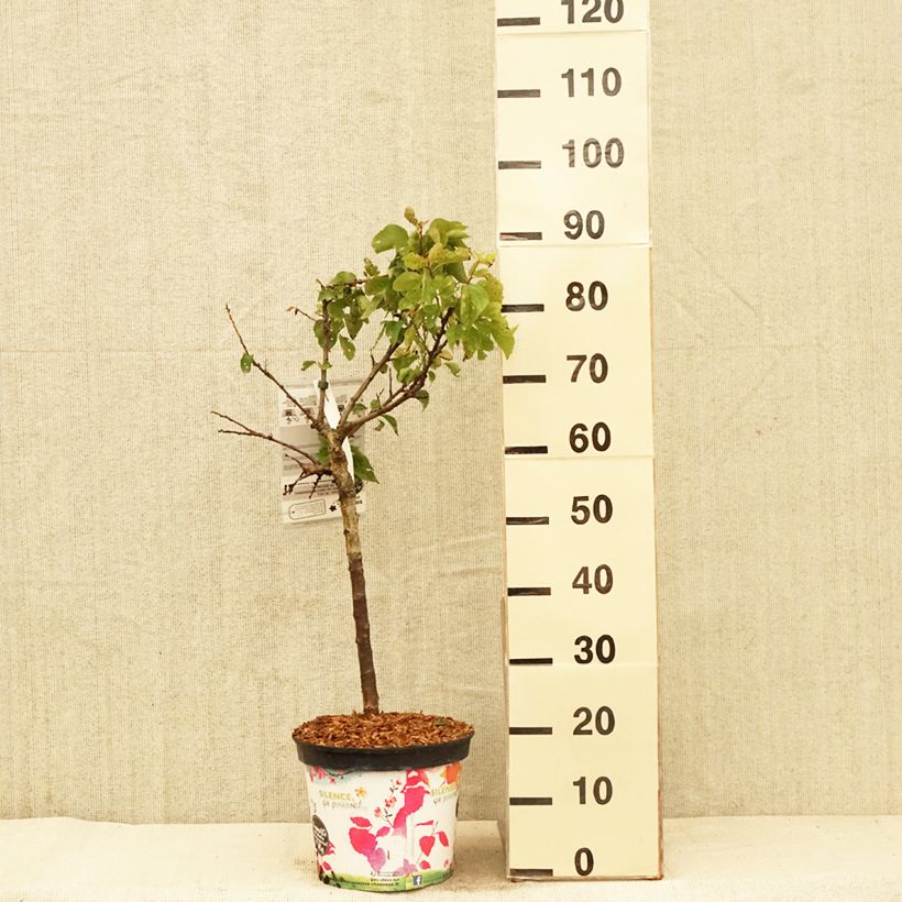 Spécimen de Abricotier nain Garden Aprigold en pot de 6L tel que livré au printemps