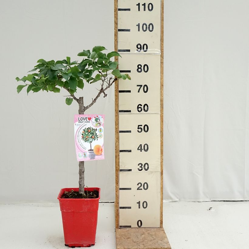 Spécimen de Abricotier nain Garden Aprigold Pot de 6L/7L, Nain, Tige de 40 cm tel que livré en été