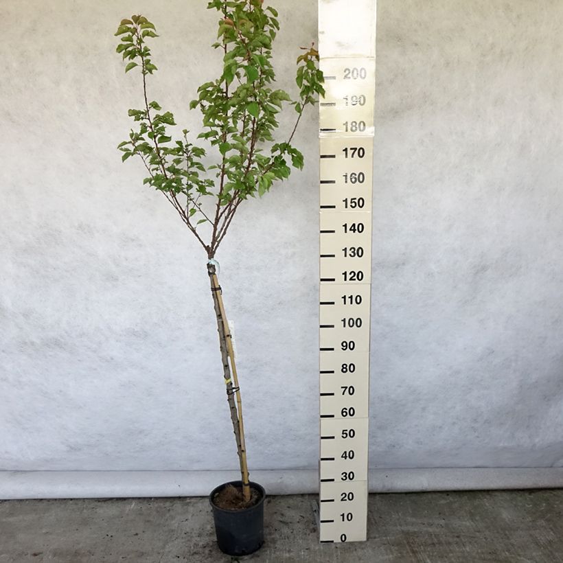Spécimen de Abricotier Polonais Pot de 7,5L/10L, Demi-Tige tel que livré en été