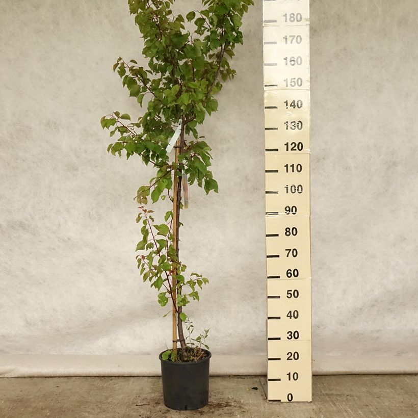 Spécimen de Abricotier Polonais Pot de 7,5L/10L, Gobelet tel que livré en été