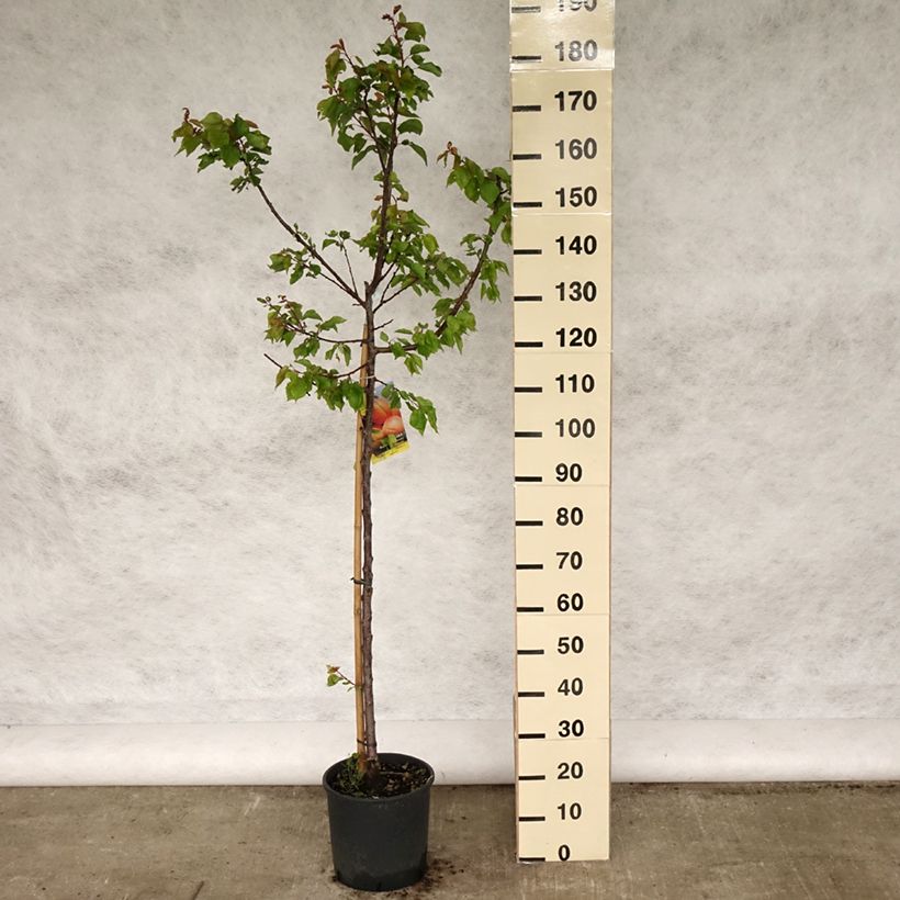 Spécimen de Abricotier Polonais - Gobelet en pot de 10L tel que livré au printemps