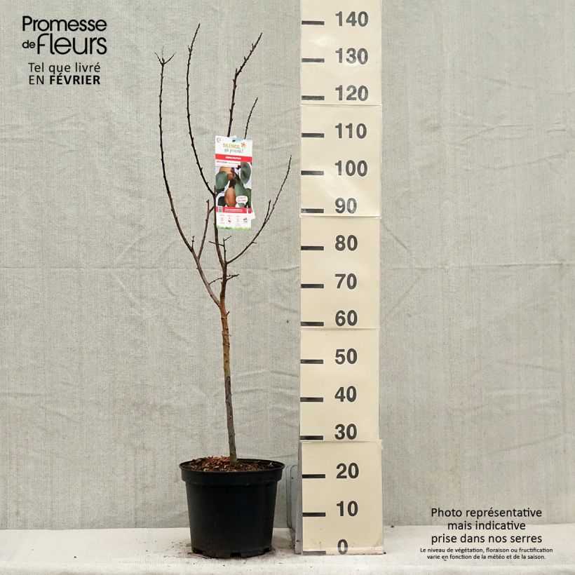 Spécimen de Abricotier Précoce de Saumur - Gobelet en pot de 7,5/10L tel que livré en hiver