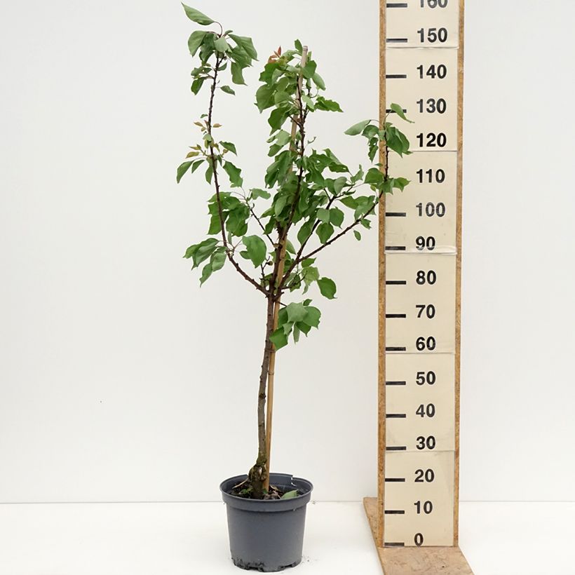 Spécimen de Abricotier Précoce de Saumur  Pot de 7,5L/10L, Gobelet tel que livré au printemps