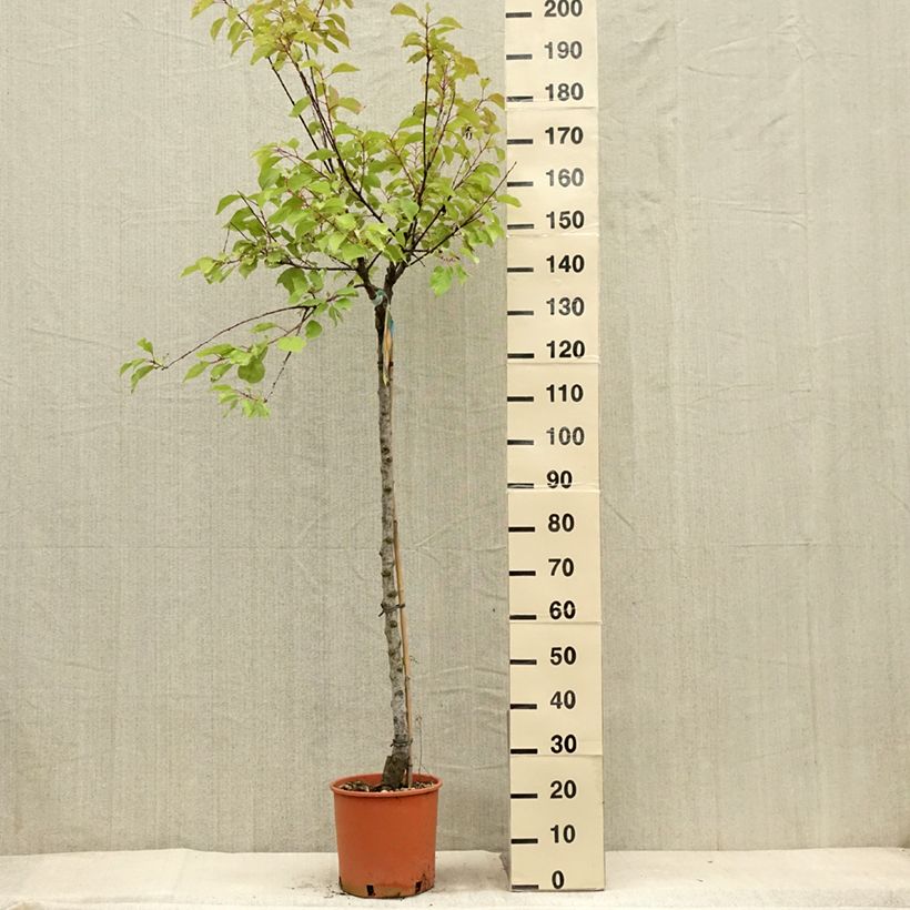 Spécimen de Abricotier - Prunus armeniaca Bulida Pot de 7,5L/10L, Demi-Tige tel que livré en été