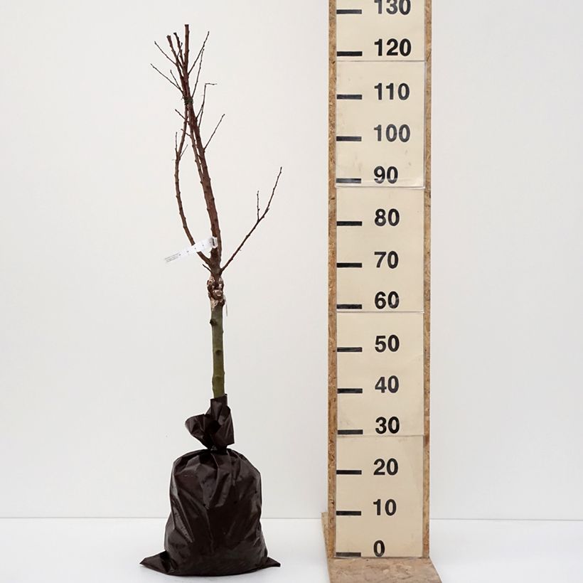 Spécimen de Abricotier - Prunus armeniaca Compacta Motte "Prêt-à-planter", 1/4 de tige tel que livré en hiver