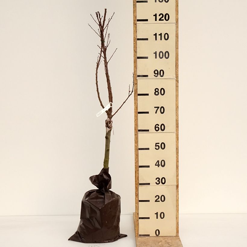 Spécimen de Abricotier - Prunus armeniaca Compacta Kompackta en motte pret-a-planter tel que livré au printemps