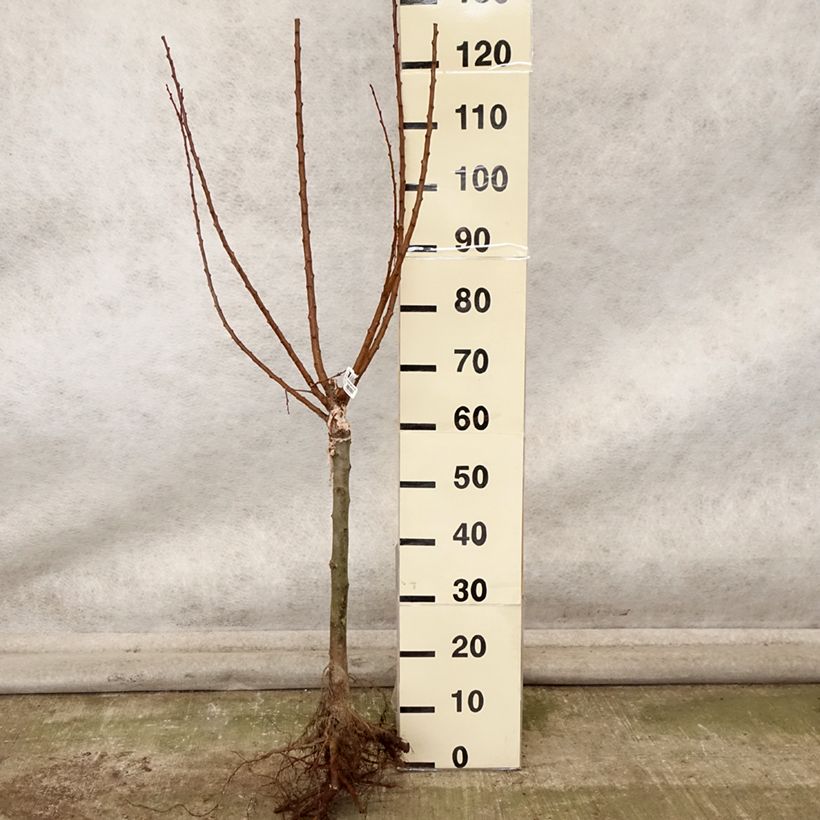 Spécimen de Abricotier - Prunus armeniaca Compacta Kompackta en racines nues tel que livré en automne