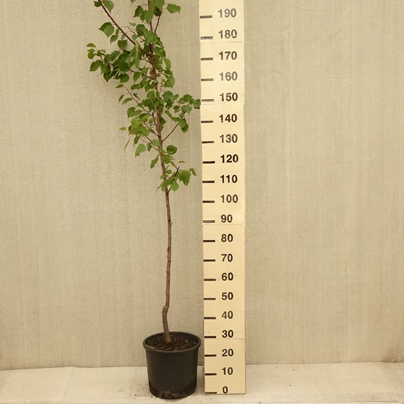 Spécimen de Abricotier - Prunus armeniaca Harcot - Pot de 15L Gobelet tel que livré en été