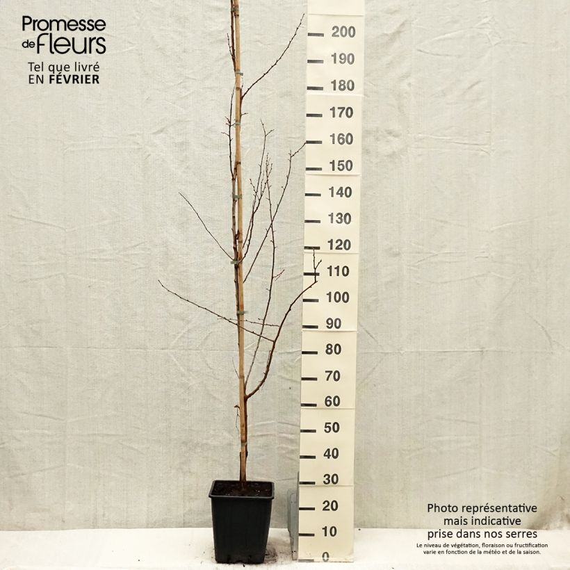 Spécimen de Abricotier - Prunus armeniaca Harcot tel que livré en hiver