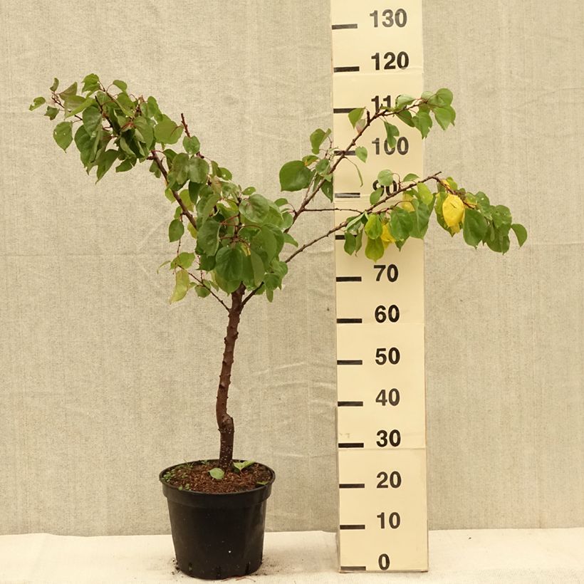 Spécimen de Abricotier - Prunus armeniaca Meilleur de Hongrie Pot de 7,5L/10L, Gobelet tel que livré en automne