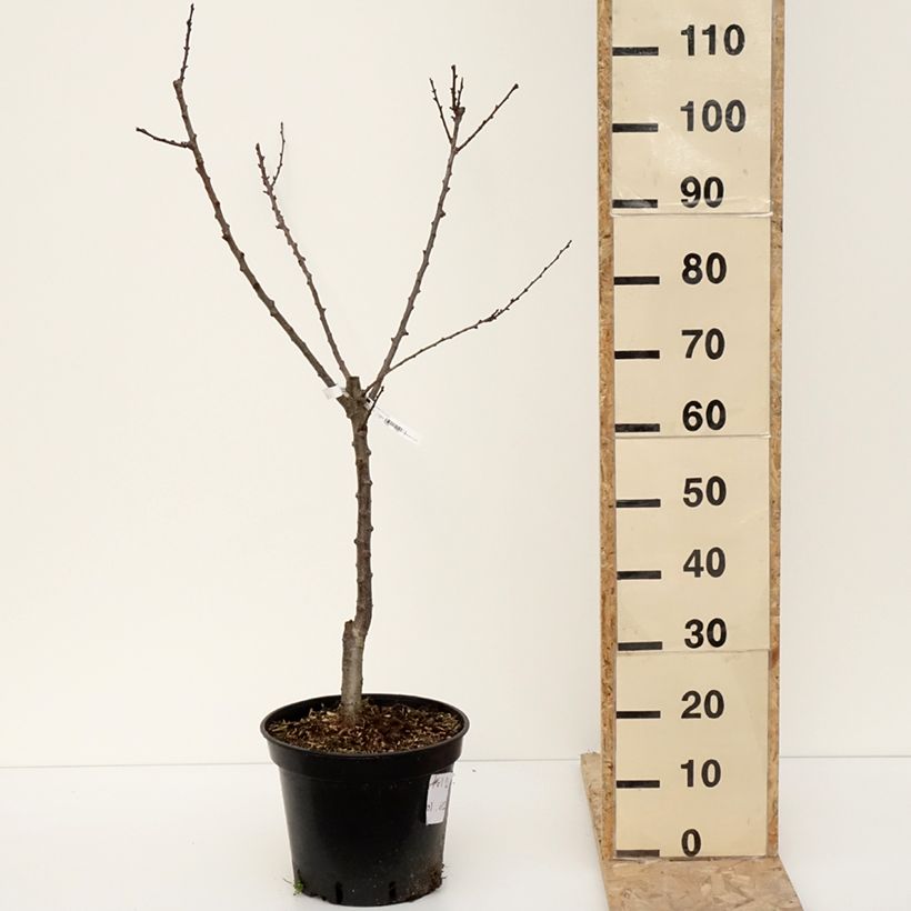 Spécimen de Abricotier - Prunus armeniaca Meilleur de Hongrie Pot de 7,5L/10L, GobeletHauteur livrée env. 125/150cm tel que livré en hiver