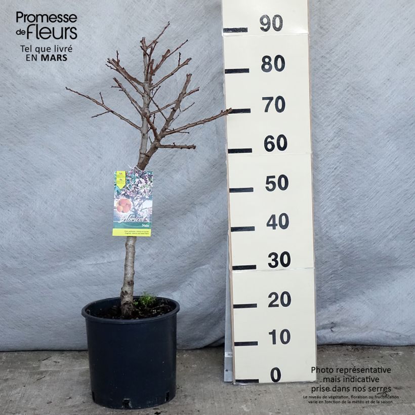 Spécimen de Abricotier - Prunus armeniaca Nanum Pot de 7,5L/10L tel que livré au printemps
