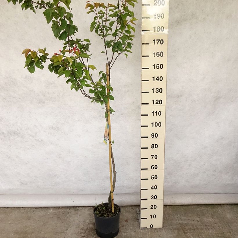 Spécimen de Abricotier - Prunus armeniaca Peche de Nancy Pot de 7,5L/10L, Demi-Tige tel que livré en été