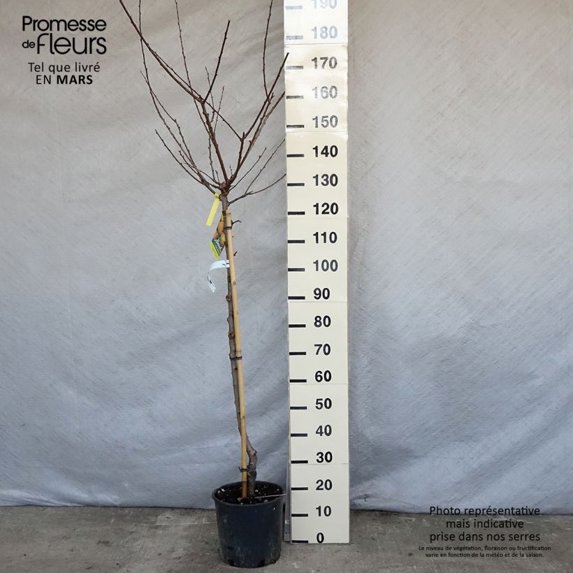 Spécimen de Abricotier - Prunus armeniaca Peche de Nancy tel que livré au printemps