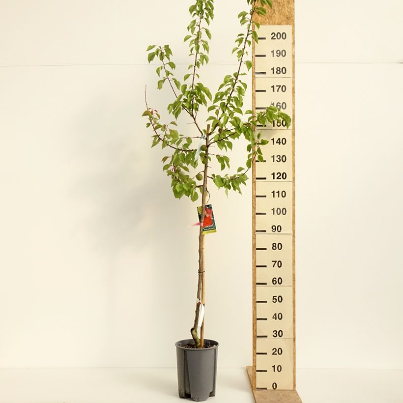 Spécimen de Abricotier Rouge du Roussillon Pot de 7,5L/10L, Demi-Tige tel que livré au printemps
