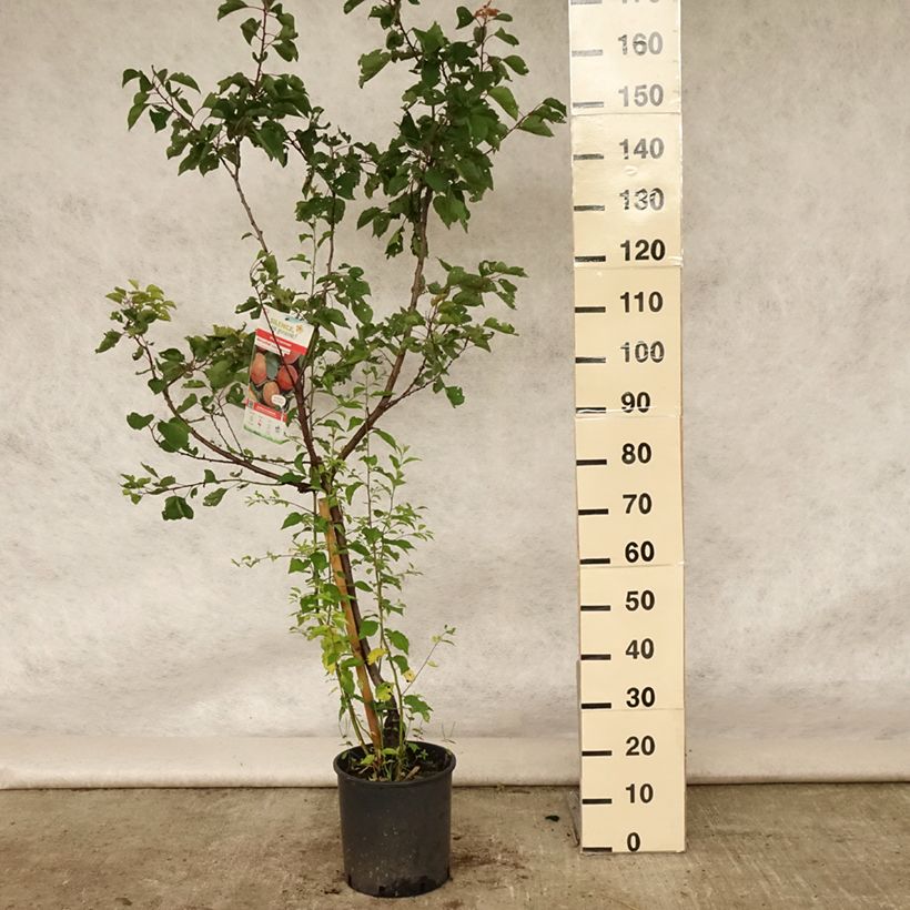 Spécimen de Abricotier Rouge du Roussillon Pot de 7,5L/10L, Gobelet tel que livré en été
