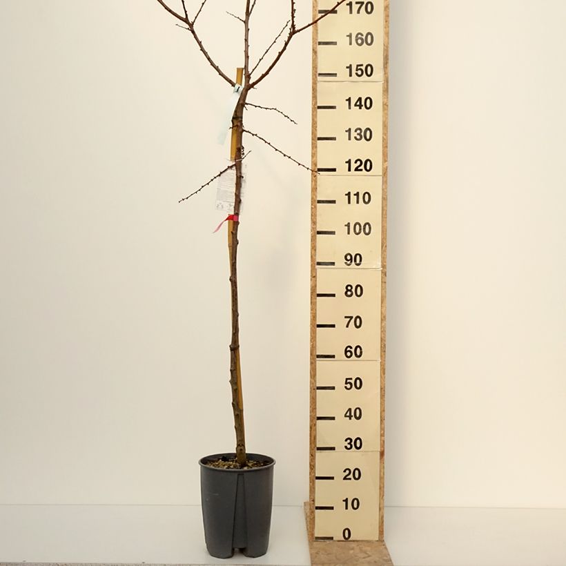 Spécimen de Abricotier Rouge du Roussillon - Pot de 70L/75L Tige 16/18 tel que livré en hiver