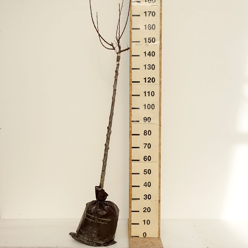Spécimen de Abricotier Rouge Tardif Delbard - Georges Delbard Motte "Prêt-à-planter", Demi-TigeHauteur livrée env. 160cm tel que livré au printemps