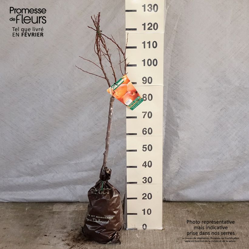 Spécimen de Abricotier Rouge Tardif Delbard - Georges Delbard Motte "Prêt-à-planter", GobeletHauteur livrée env. 140/+cm tel que livré en hiver