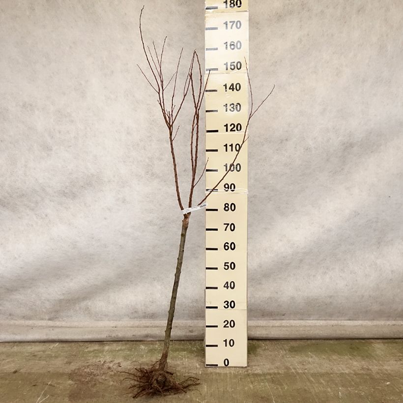 Spécimen de Abricotier Rouge Tardif Delbard - Georges Delbard Grandes Racines nues, GobeletHauteur livrée env. 140/160cm tel que livré en automne