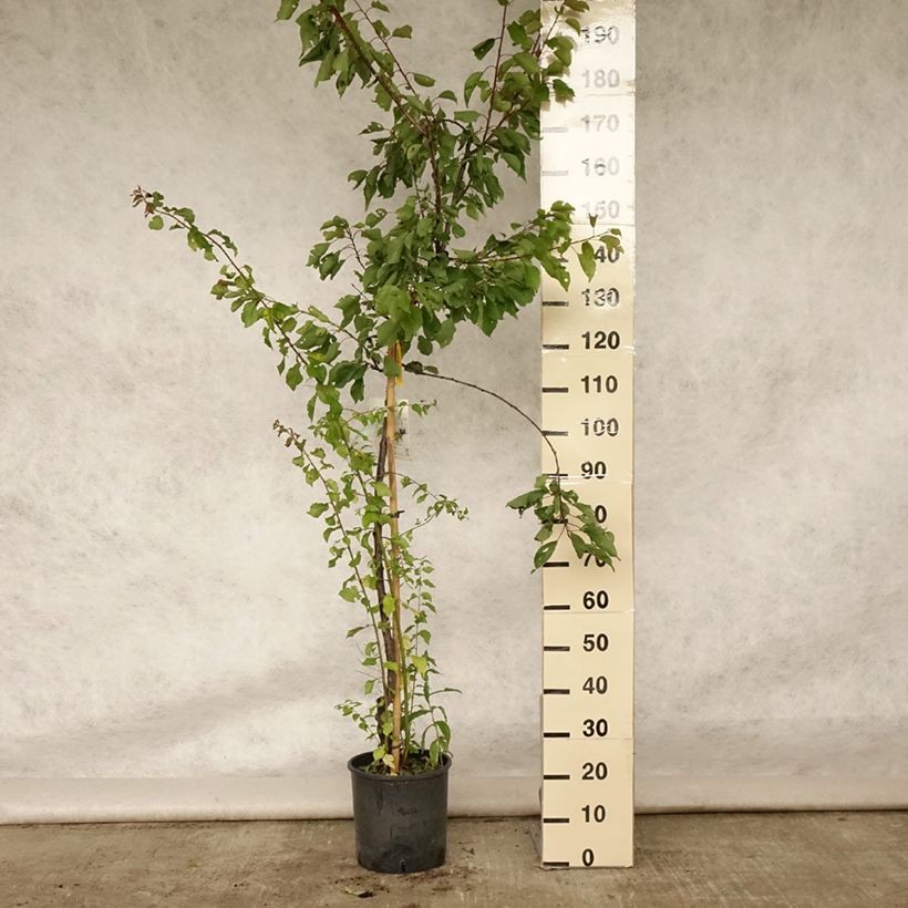 Spécimen de Abricotier Royal Pot de 7,5L/10L, Demi-Tige tel que livré en été