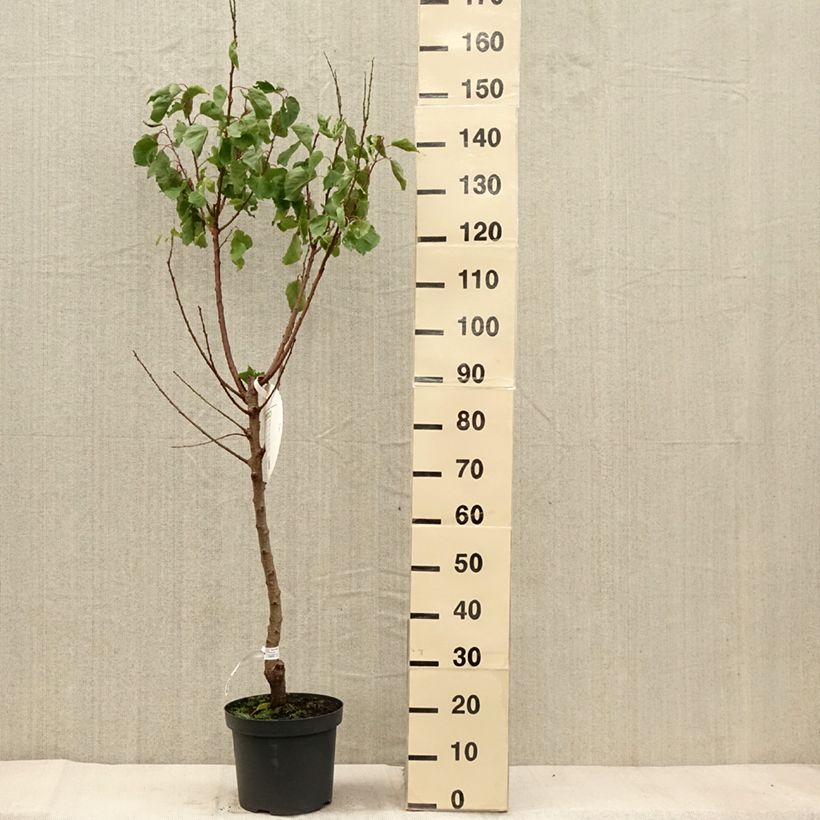 Spécimen de Abricotier Royal Pot de 7,5L/10L, Gobelet tel que livré en automne