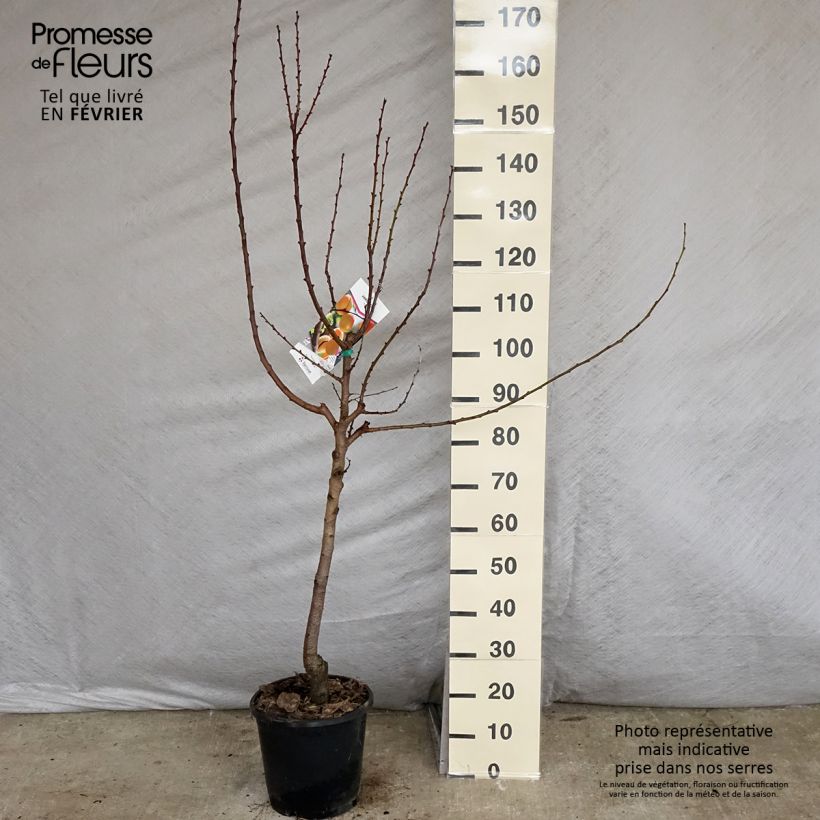 Spécimen de Abricotier Royal Gobelet en pot de 7,5l/10l tel que livré en hiver