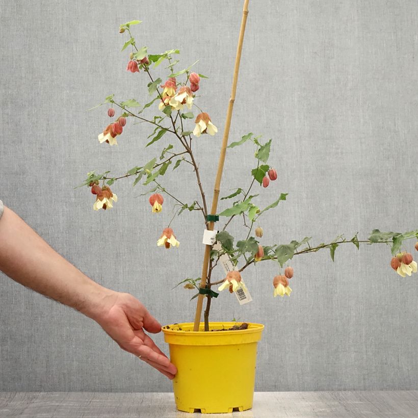 Spécimen de Abutilon megapotamicum - Abutilon du grand fleuve Pot de 3L/4L tel que livré en été