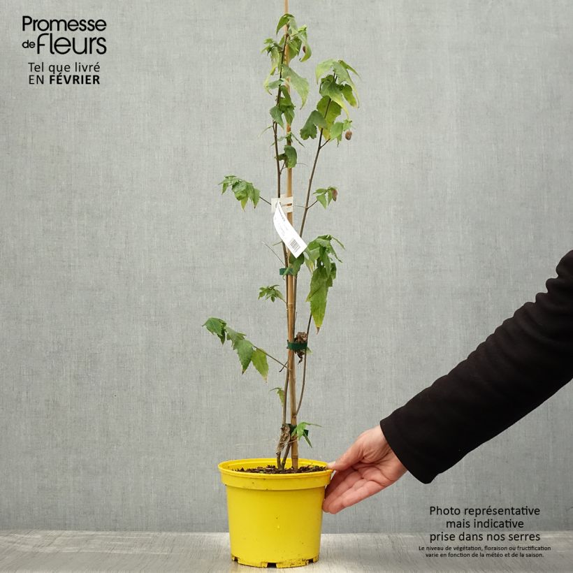 Spécimen de Abutilon megapotamicum Ines Pot de 3L/4L tel que livré en hiver