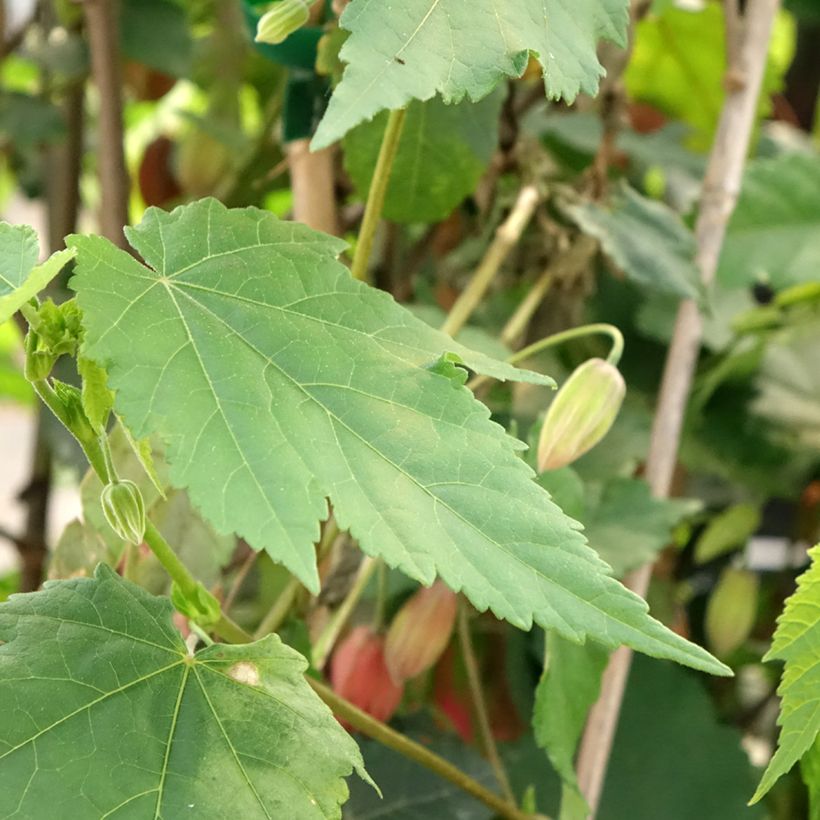 Abutilon Pink Charm (Feuillage)